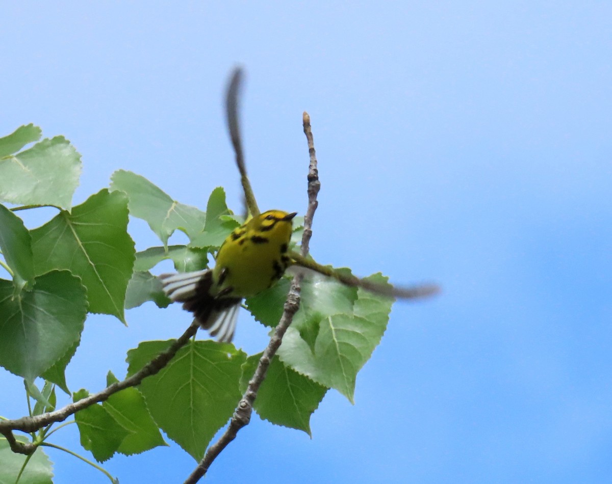 Prairie Warbler - Davida Kalina