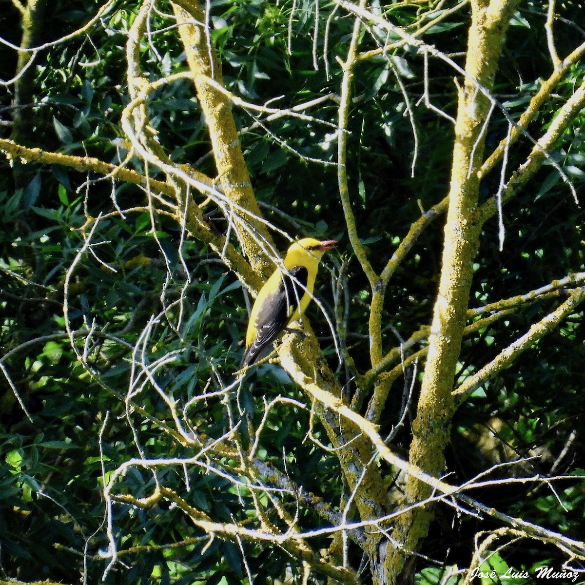 Eurasian Golden Oriole - Teresa Subiza