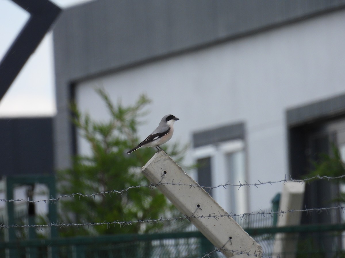 Lesser Gray Shrike - Murat Akkaya