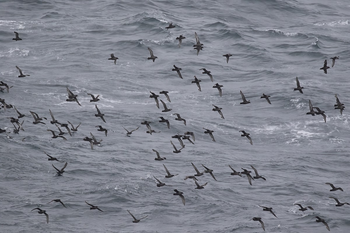 Short-tailed Shearwater - Gary Rosenberg