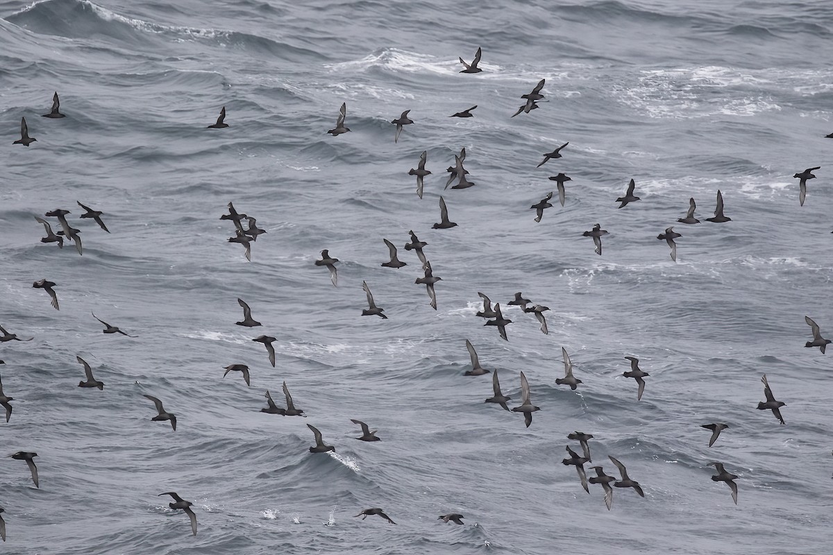 Short-tailed Shearwater - Gary Rosenberg