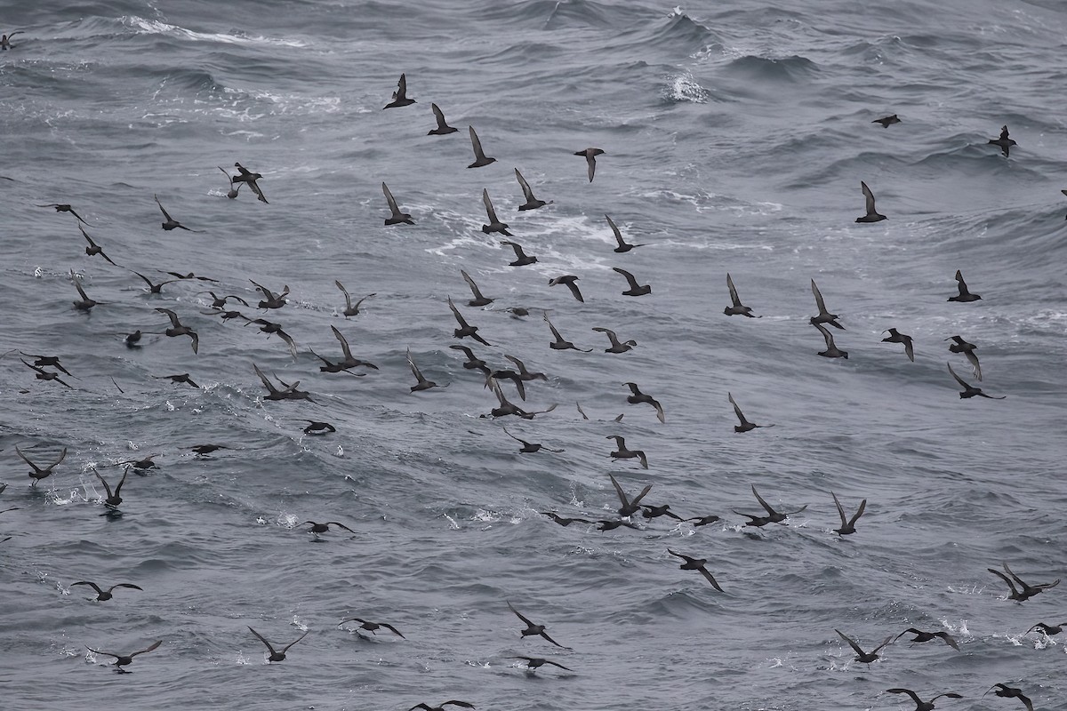 Short-tailed Shearwater - ML618801981