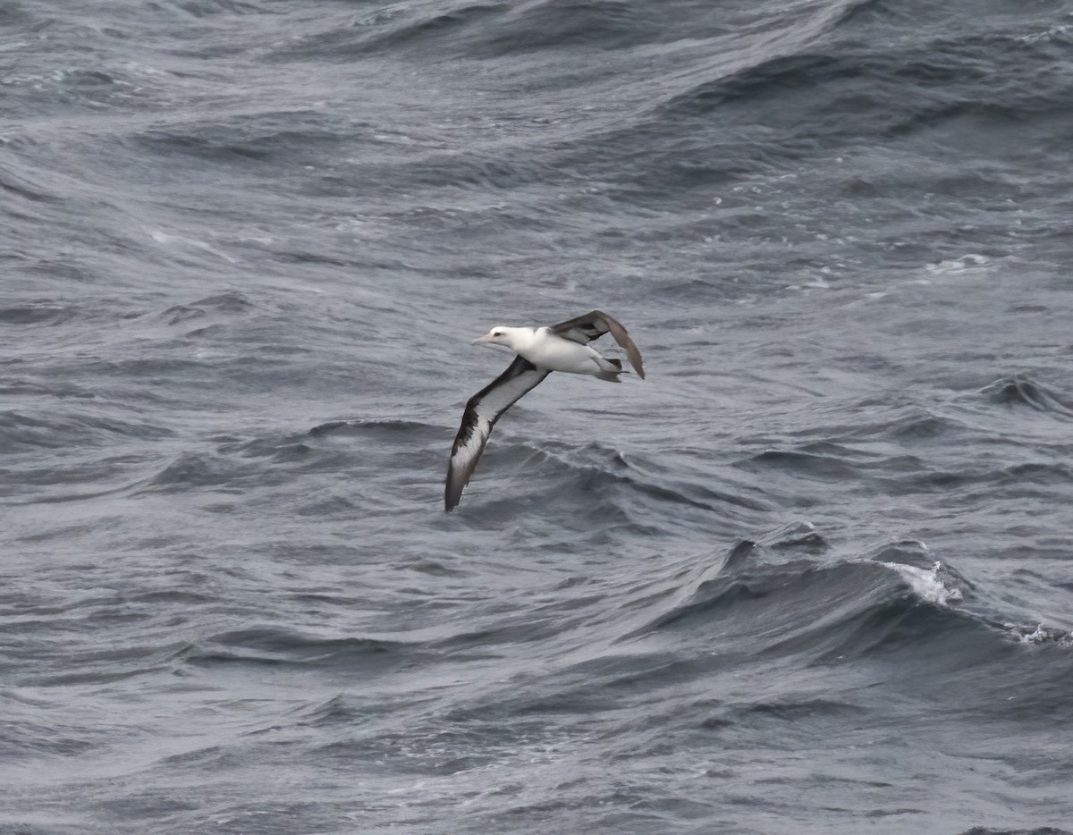 Albatros de Laysan - ML618802009