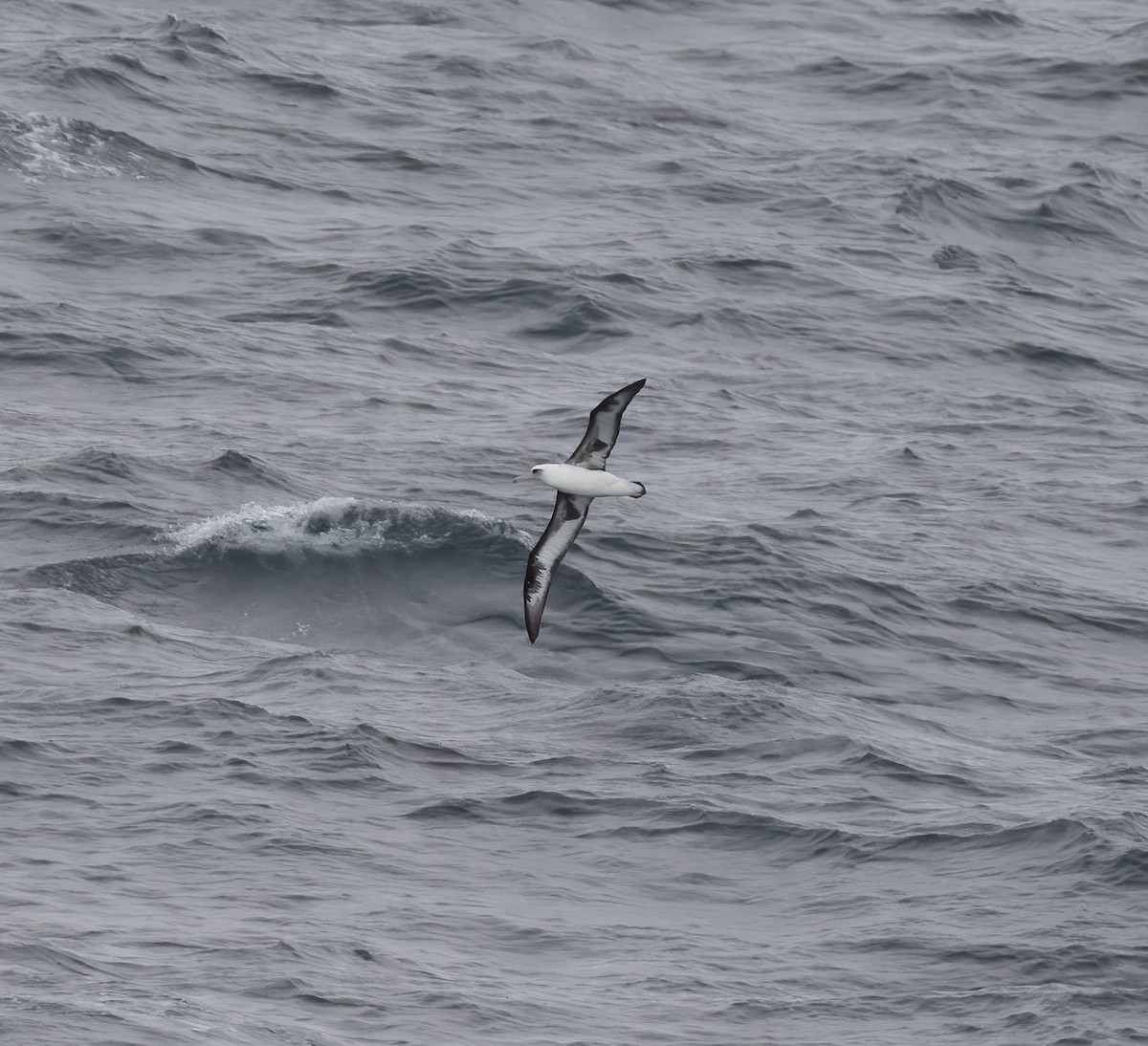 Albatros de Laysan - ML618802011