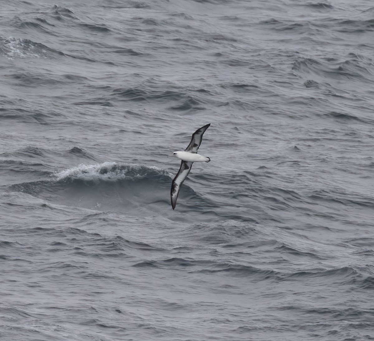 Laysan Albatross - Gary Rosenberg