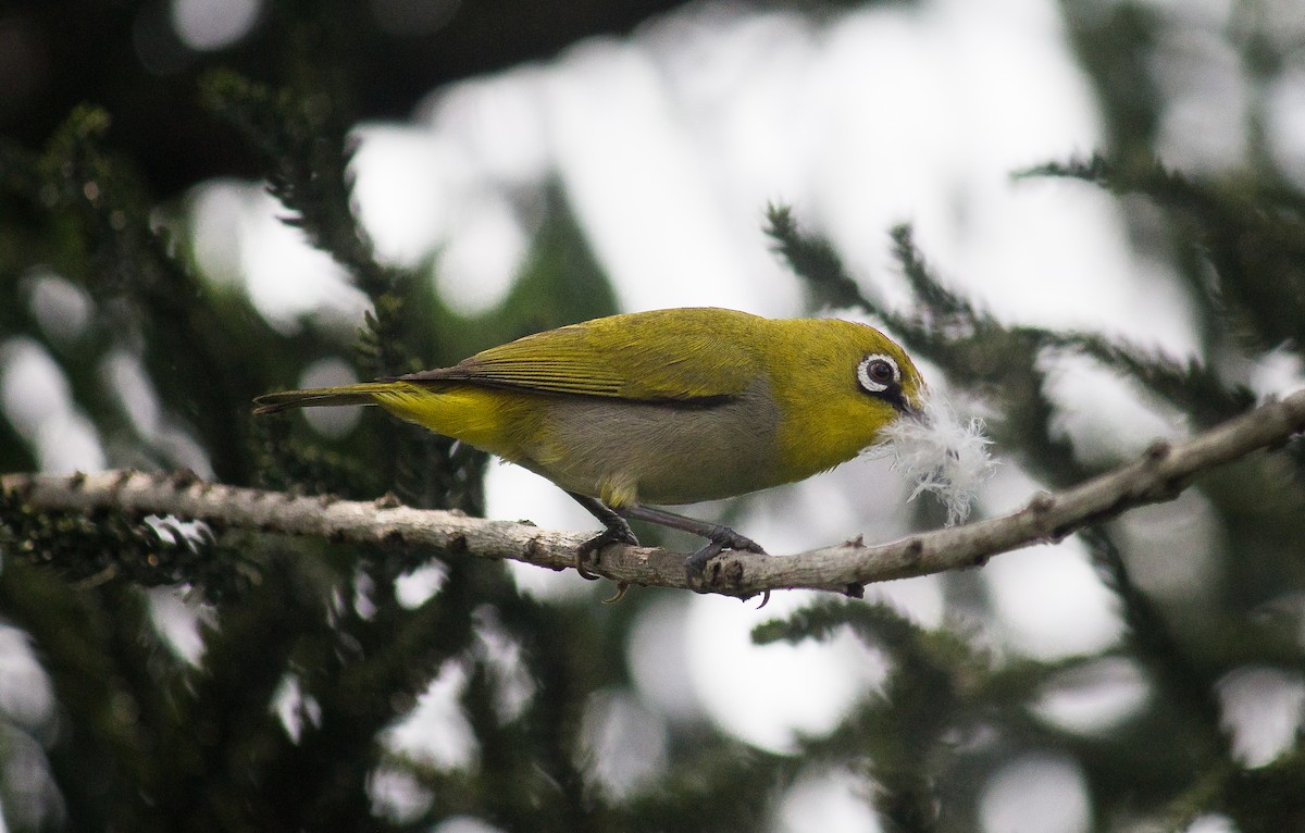 Indian White-eye - ML618802016