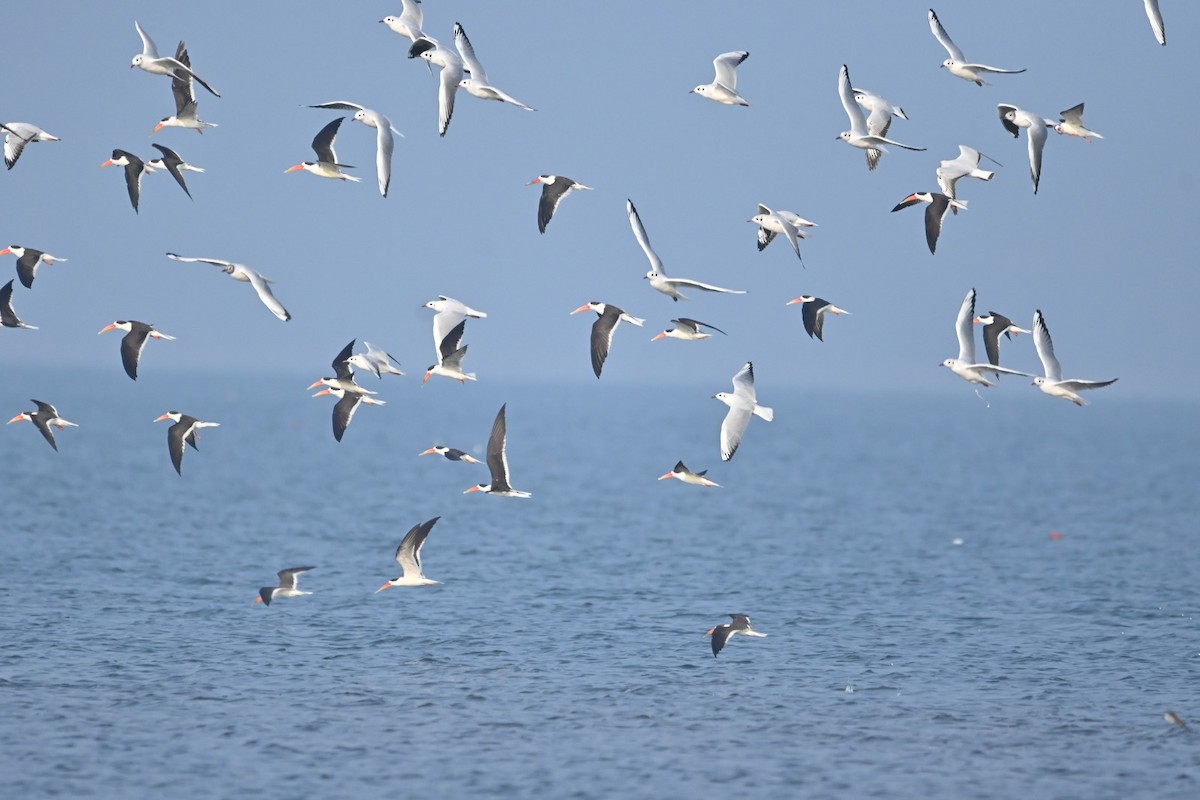 Indian Skimmer - Telangana Rarities