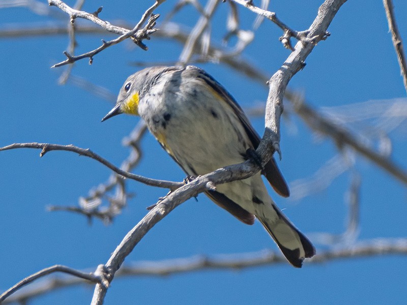 Yellow-rumped Warbler - Kurt Buzard