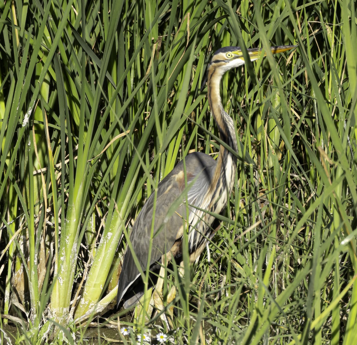 Purple Heron - ML618802047