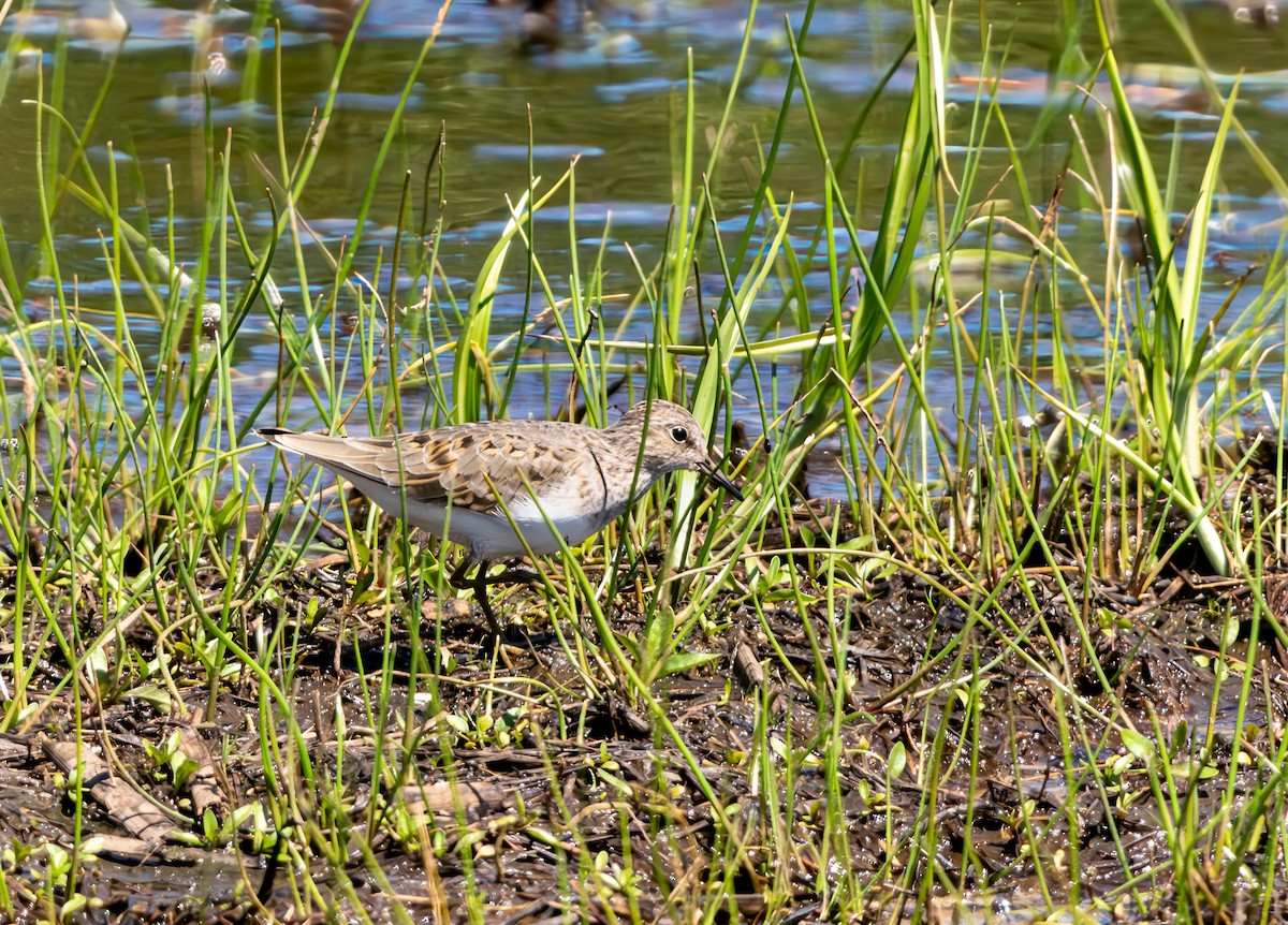 Temminck's Stint - Gordon Hart