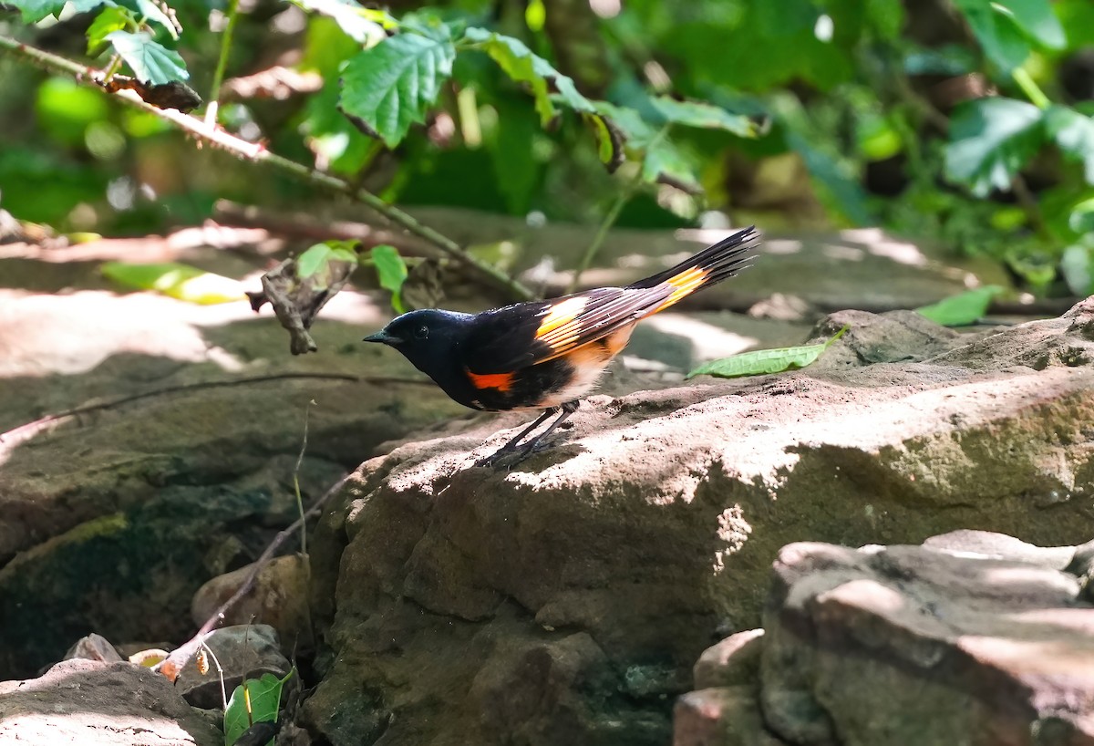 American Redstart - AJT BIRD