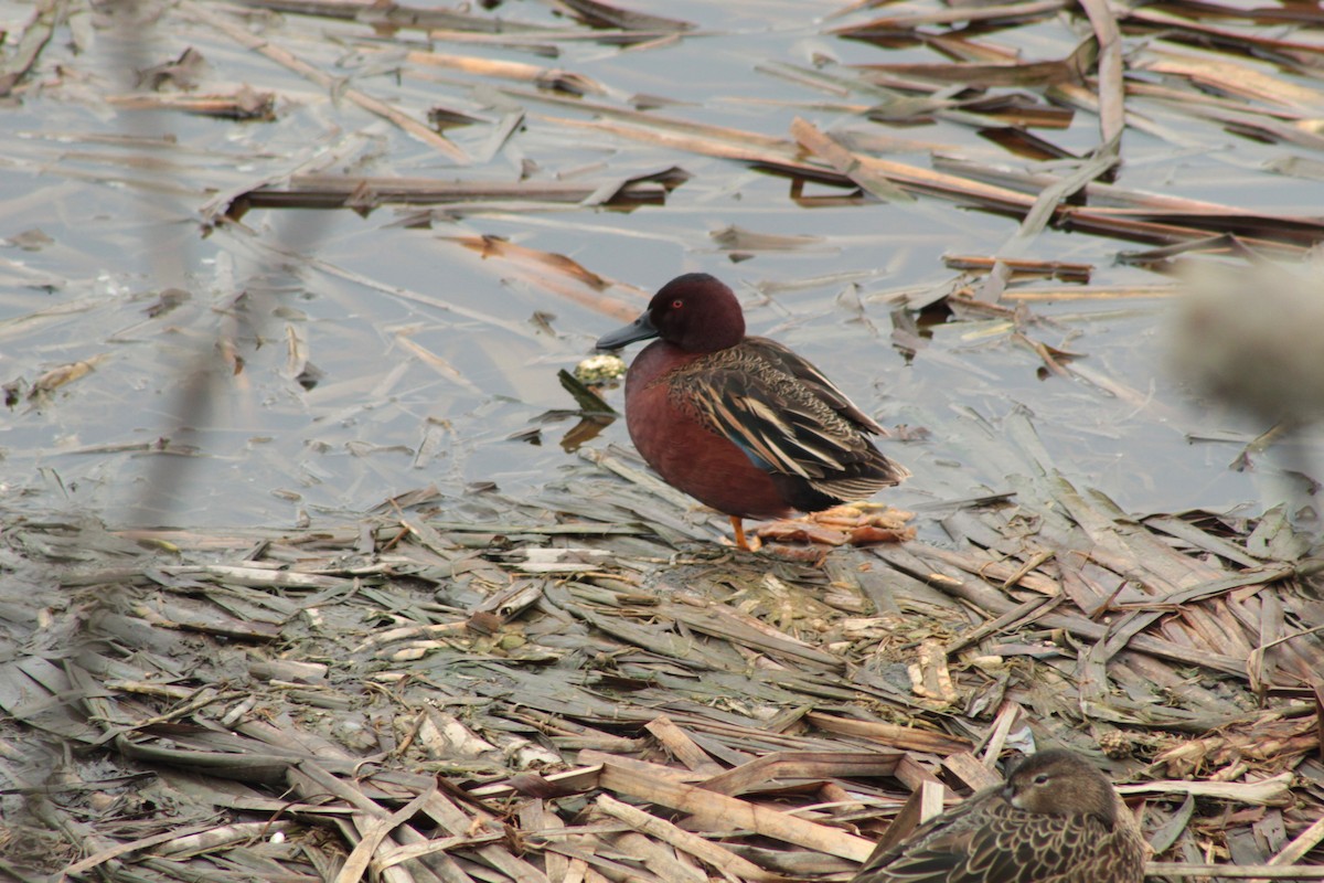 Cinnamon Teal - ML618802062