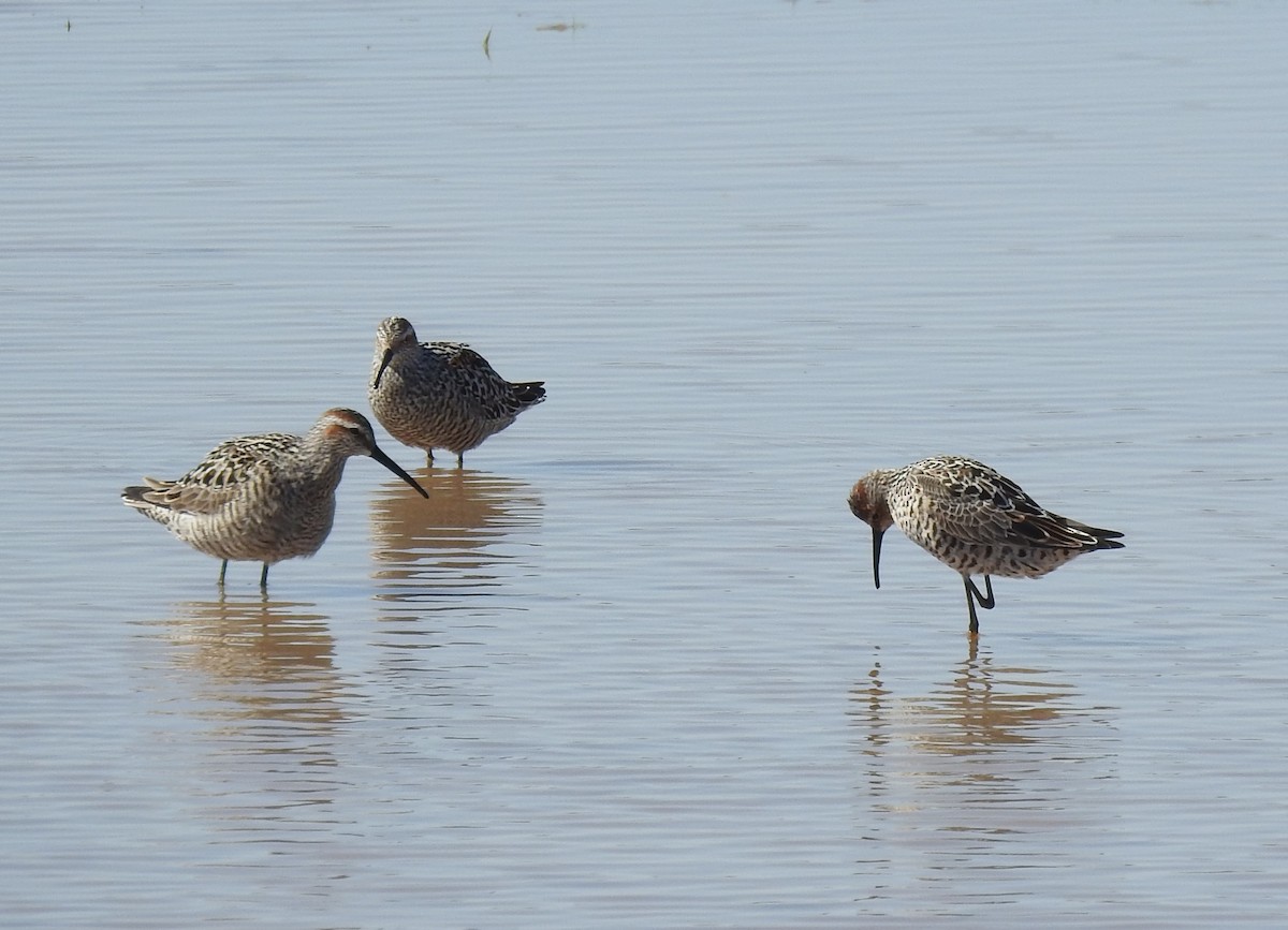 Stilt Sandpiper - ML618802063