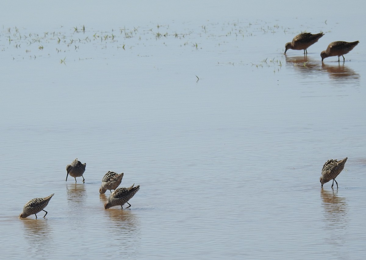 Stilt Sandpiper - ML618802067