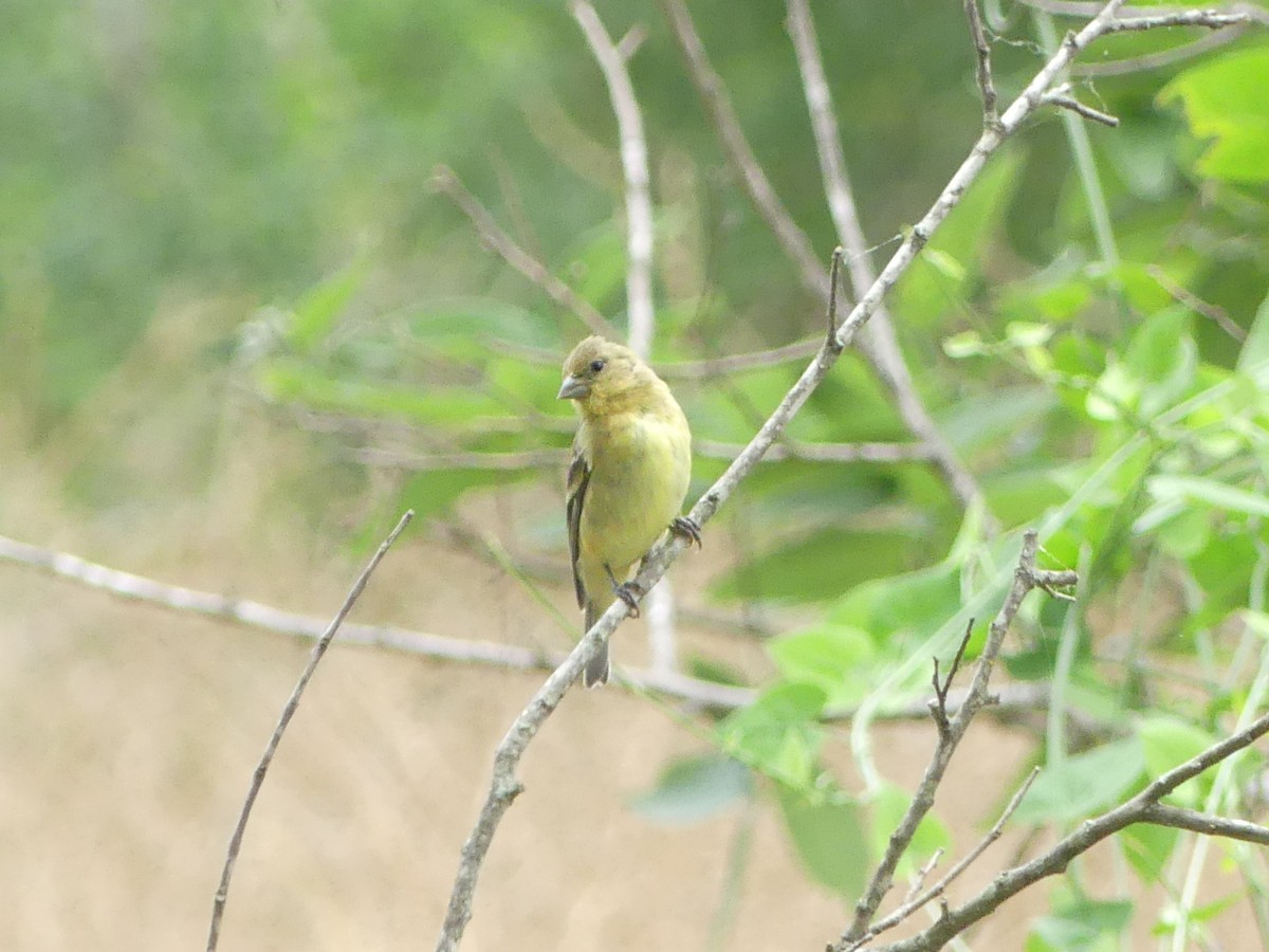 Lesser Goldfinch - ML618802077