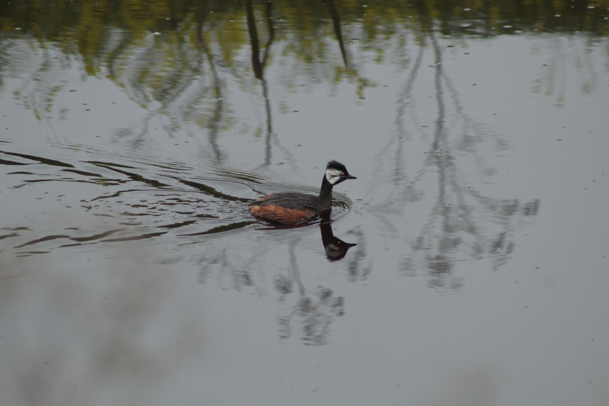 White-tufted Grebe - ML618802083