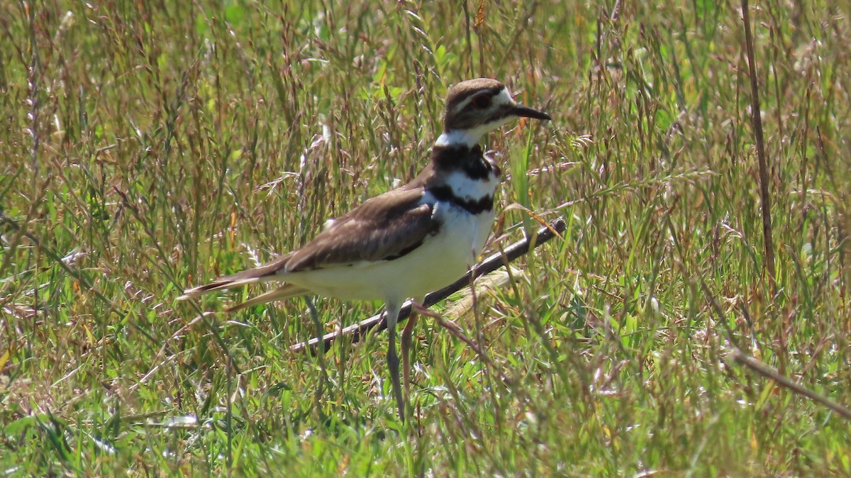 Killdeer - Petra Clayton