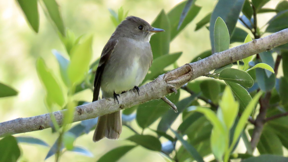 Western Wood-Pewee - Petra Clayton