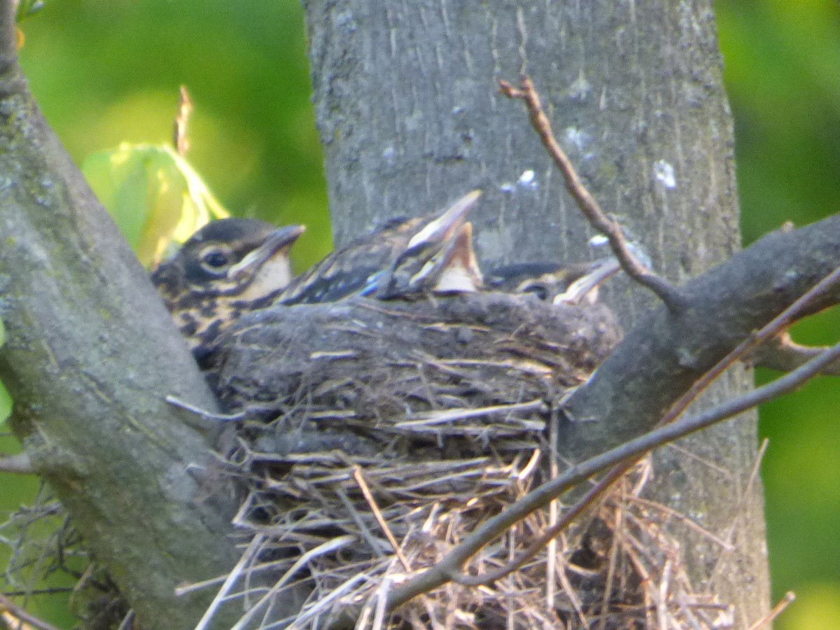 American Robin - ML618802104