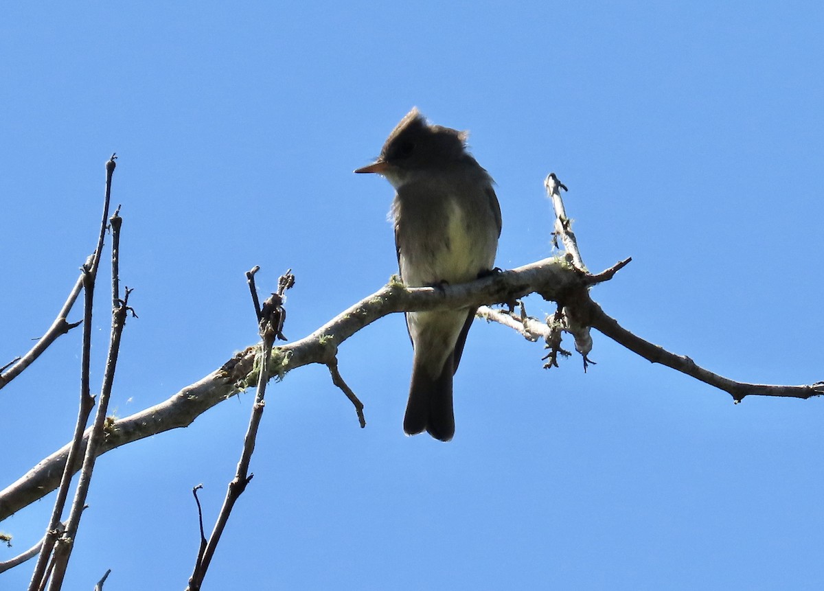 Western Wood-Pewee - Petra Clayton