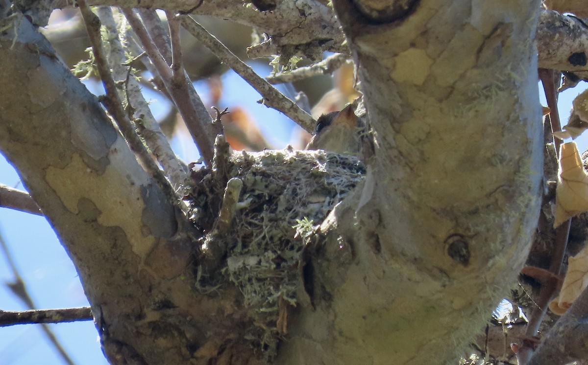 Western Wood-Pewee - Petra Clayton