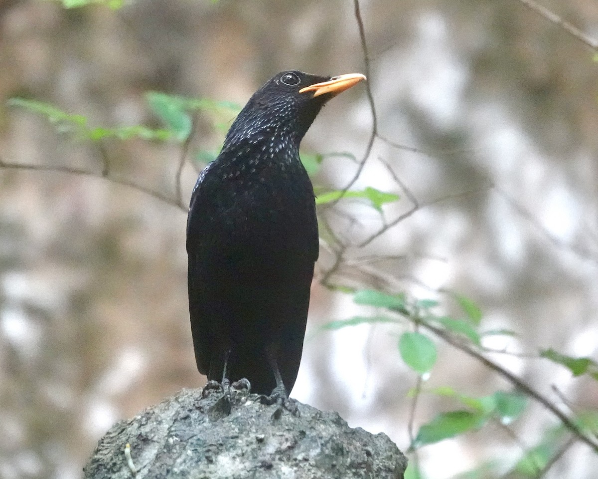 Blue Whistling-Thrush - Daniel Néron