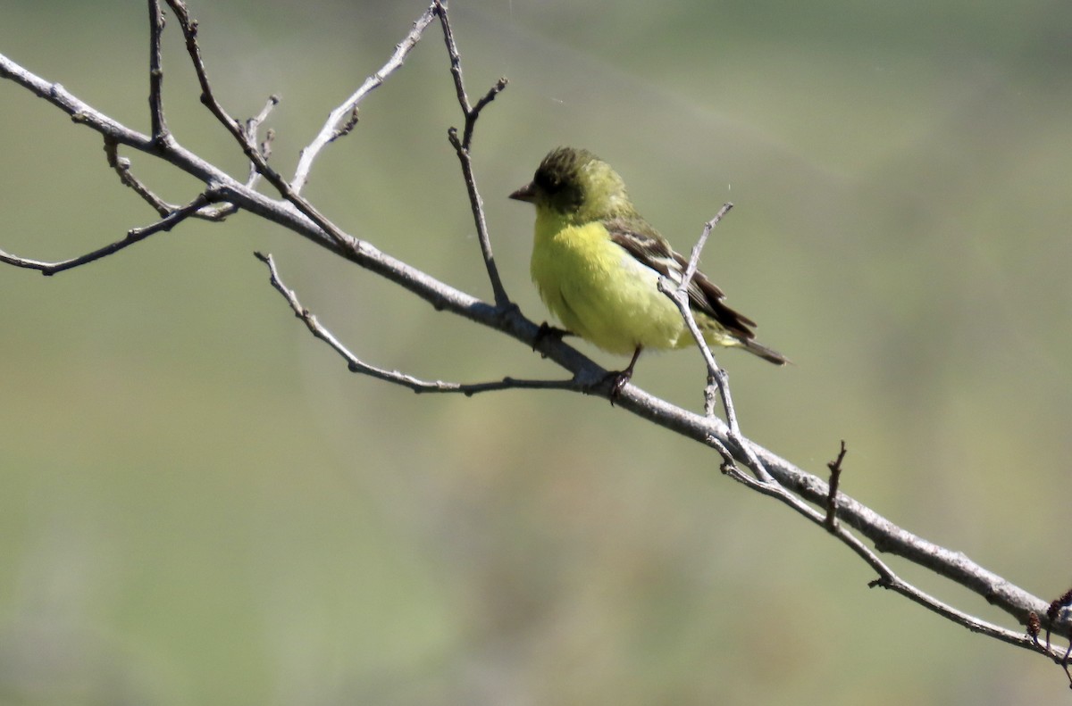 Lesser Goldfinch - Petra Clayton