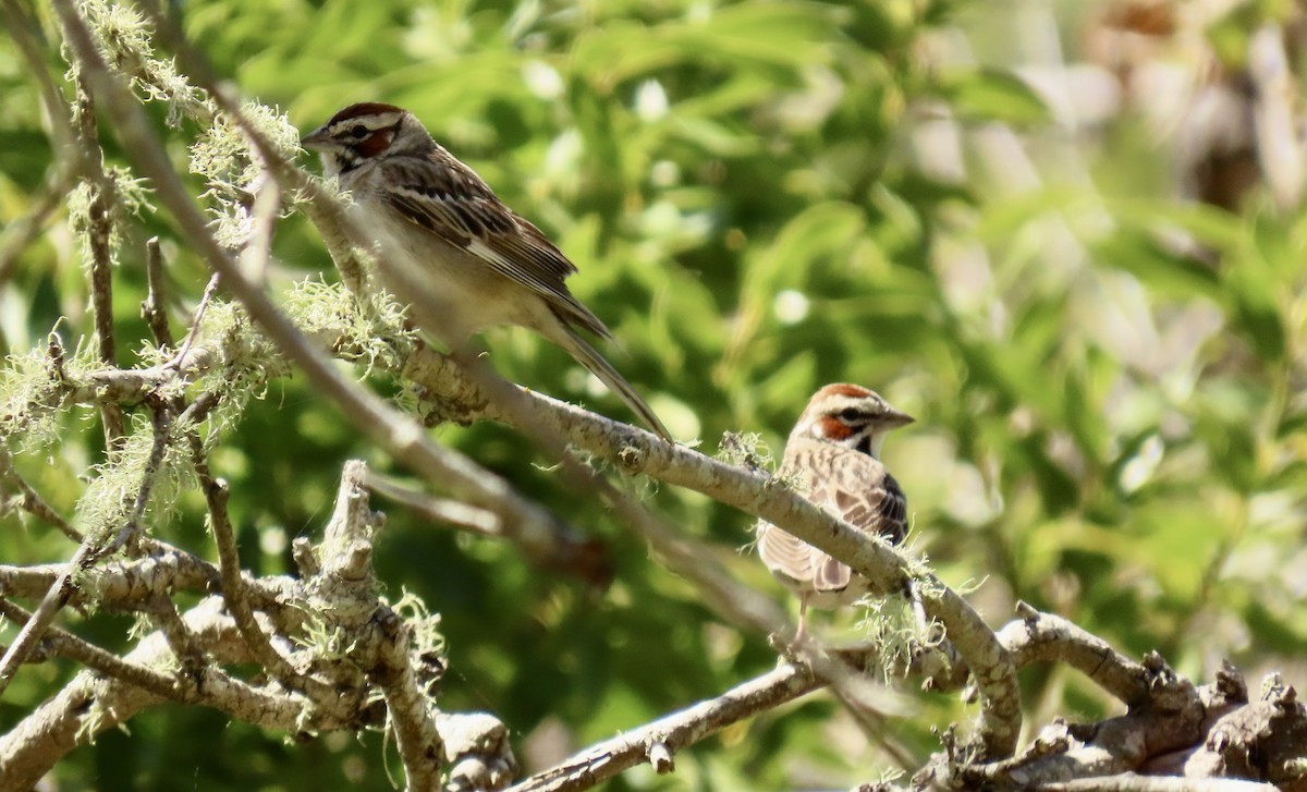 Lark Sparrow - Petra Clayton