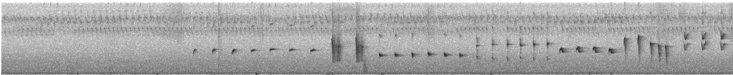 South Island Robin - ML618802123
