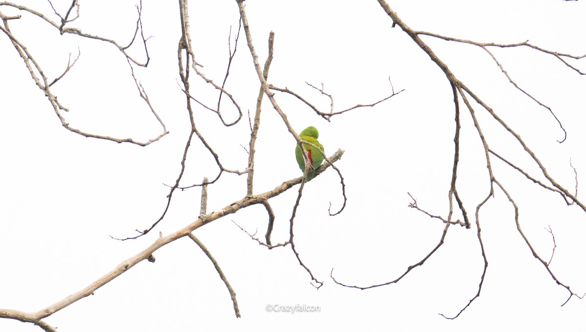 Vernal Hanging-Parrot - Qiang Zeng