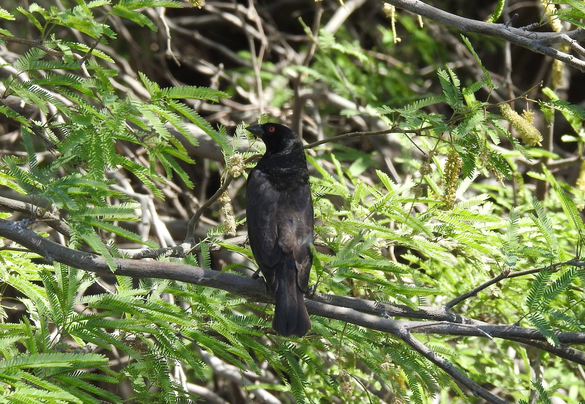 Bronzed Cowbird - ML618802135