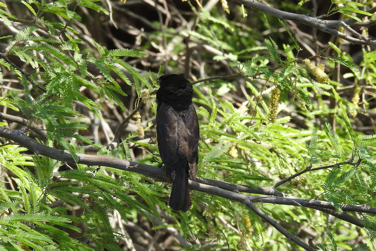 Bronzed Cowbird - Chris Dean