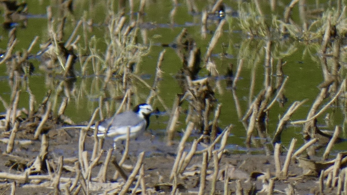 White Wagtail - Andy Brown