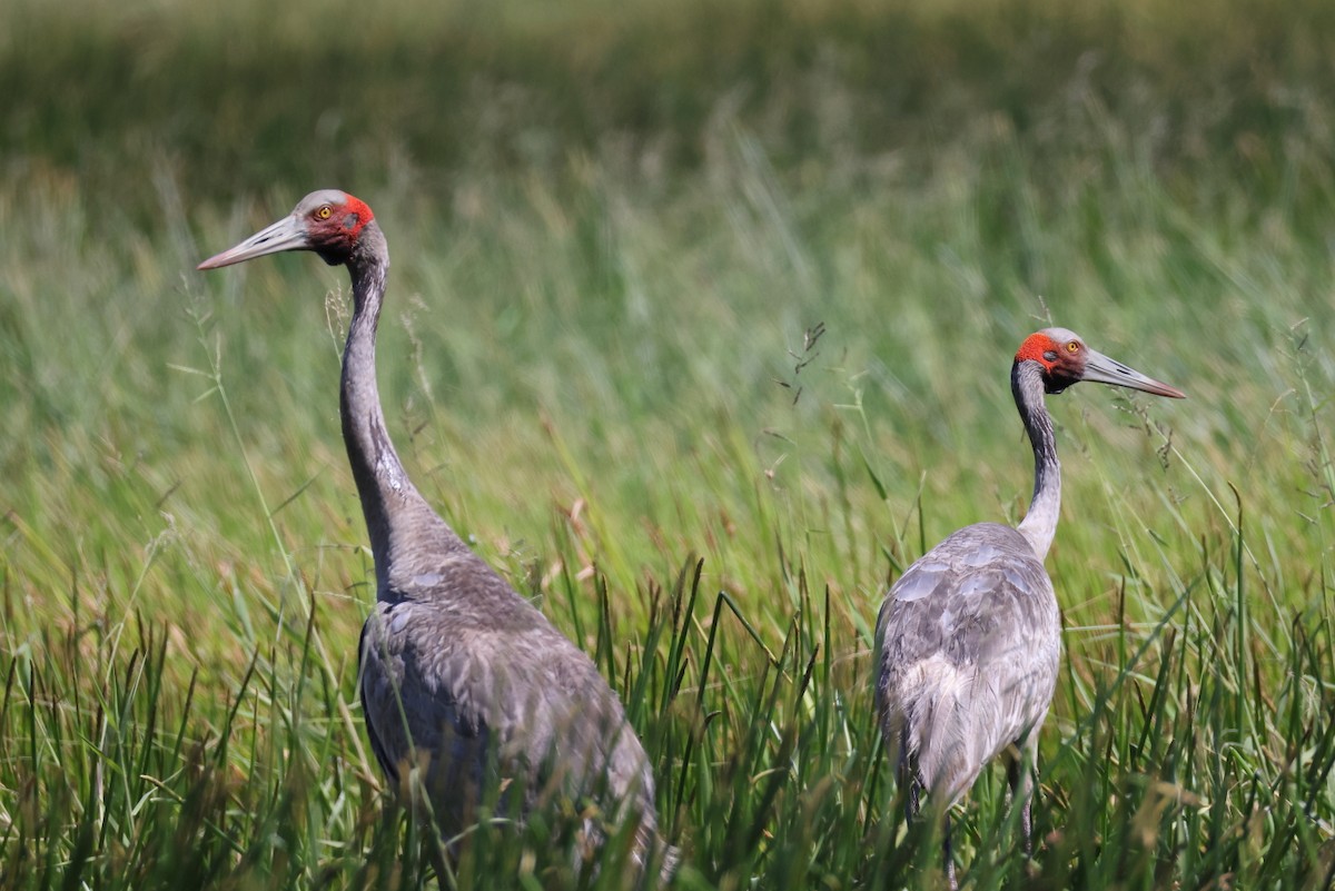 Brolga - Tony Ashton