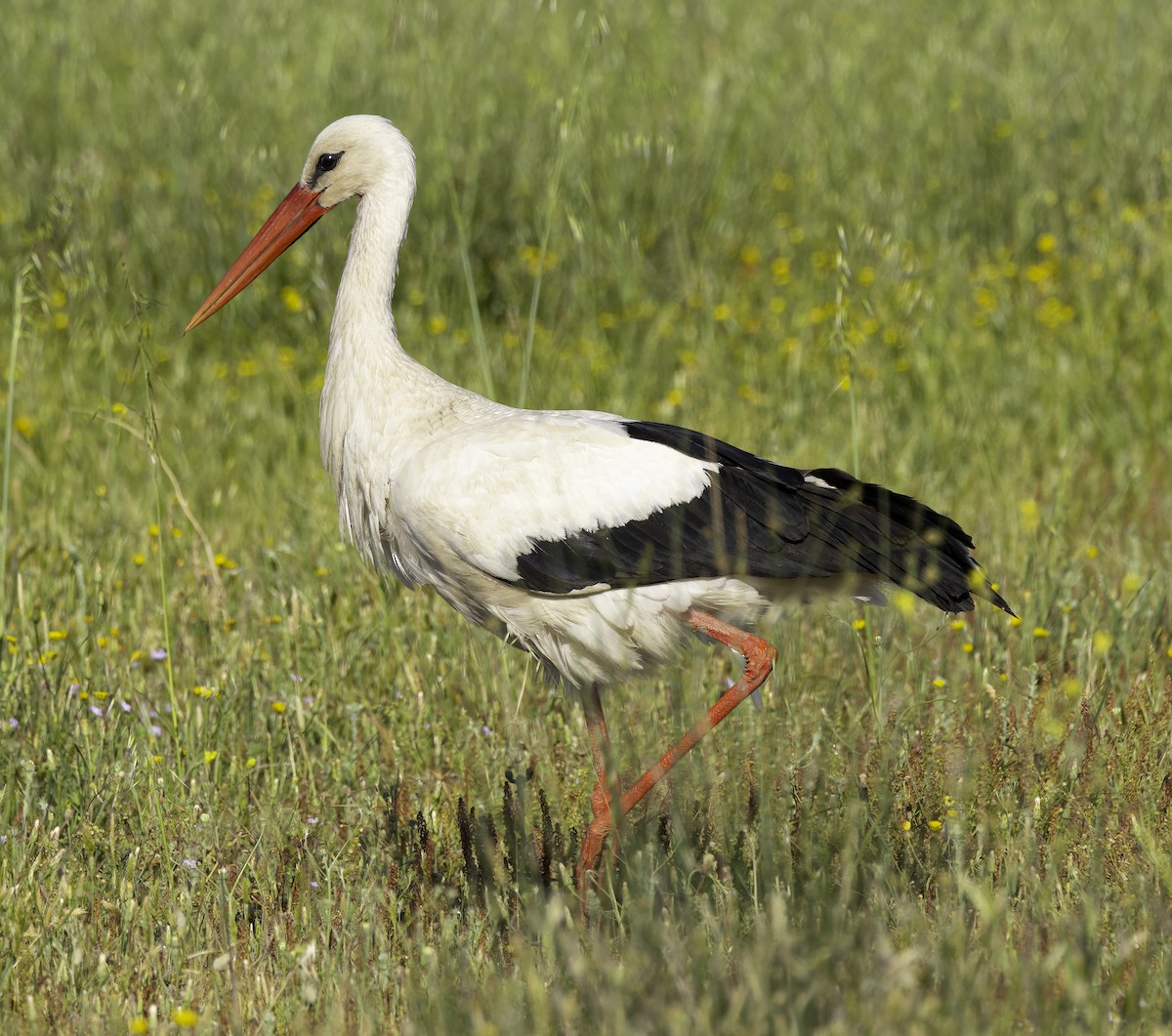 White Stork - ML618802161