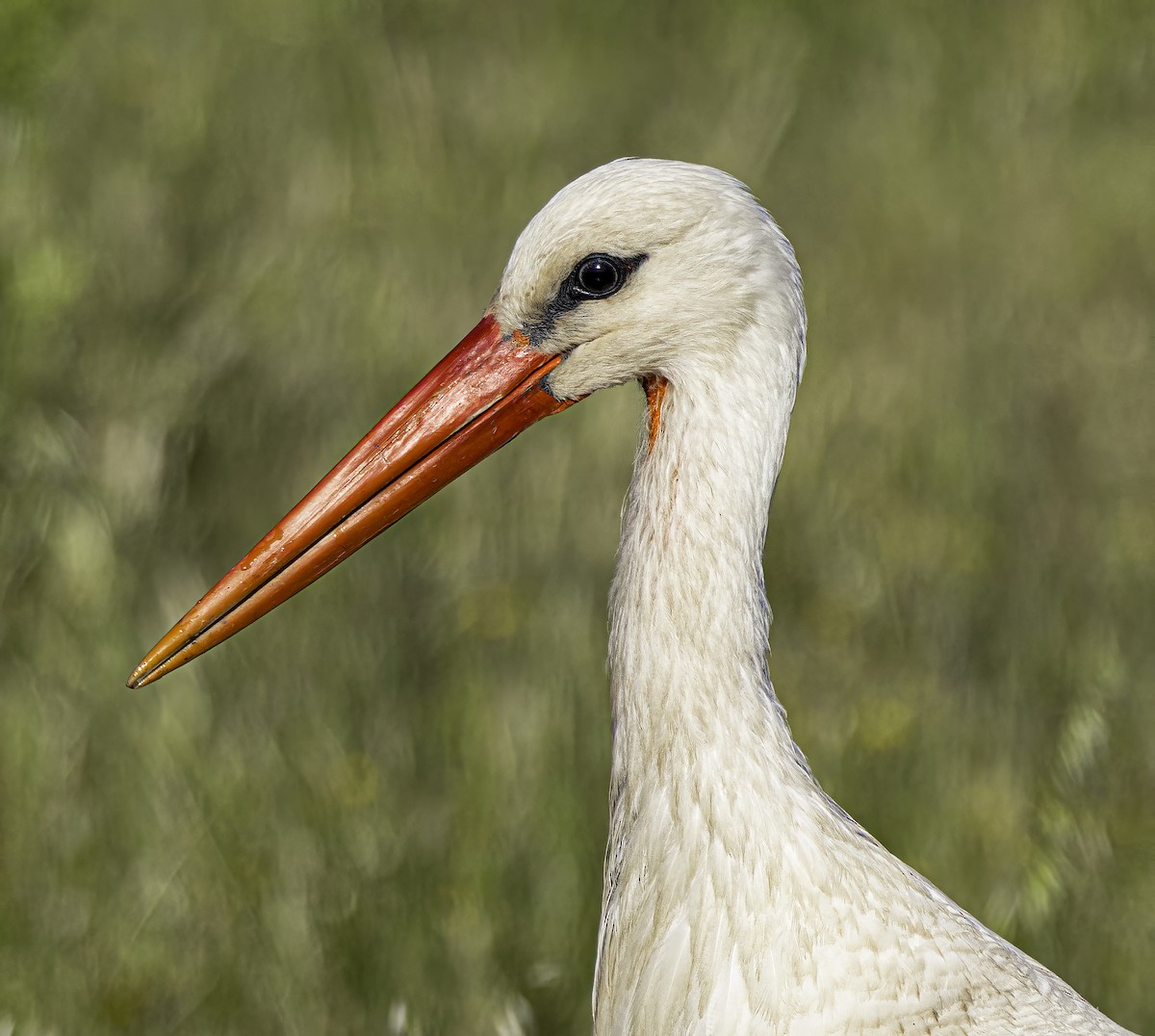 White Stork - ML618802163