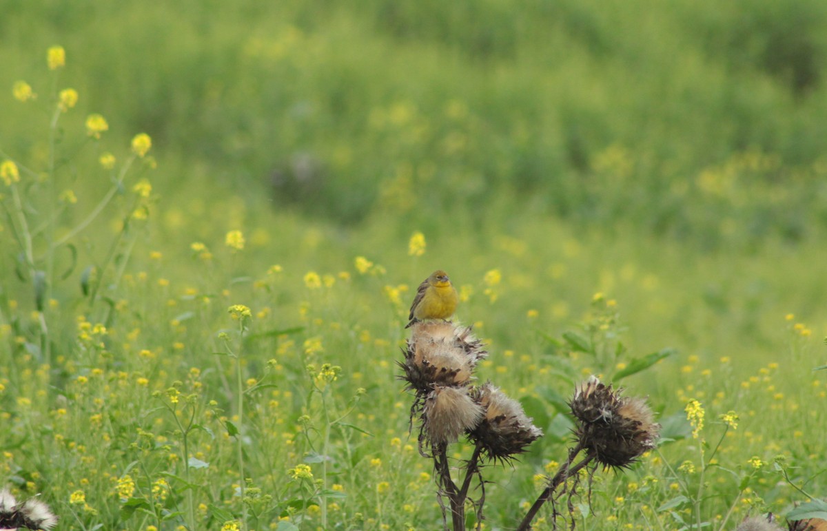 Grassland Yellow-Finch - ML618802167