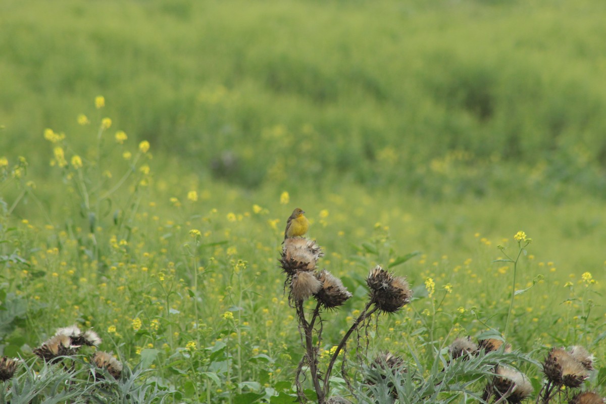 Grassland Yellow-Finch - ML618802168