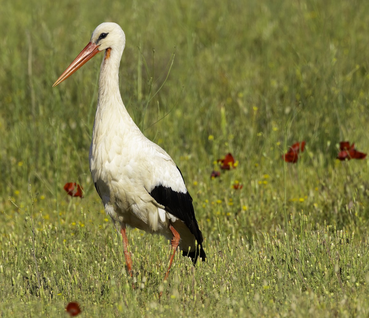 White Stork - ML618802169