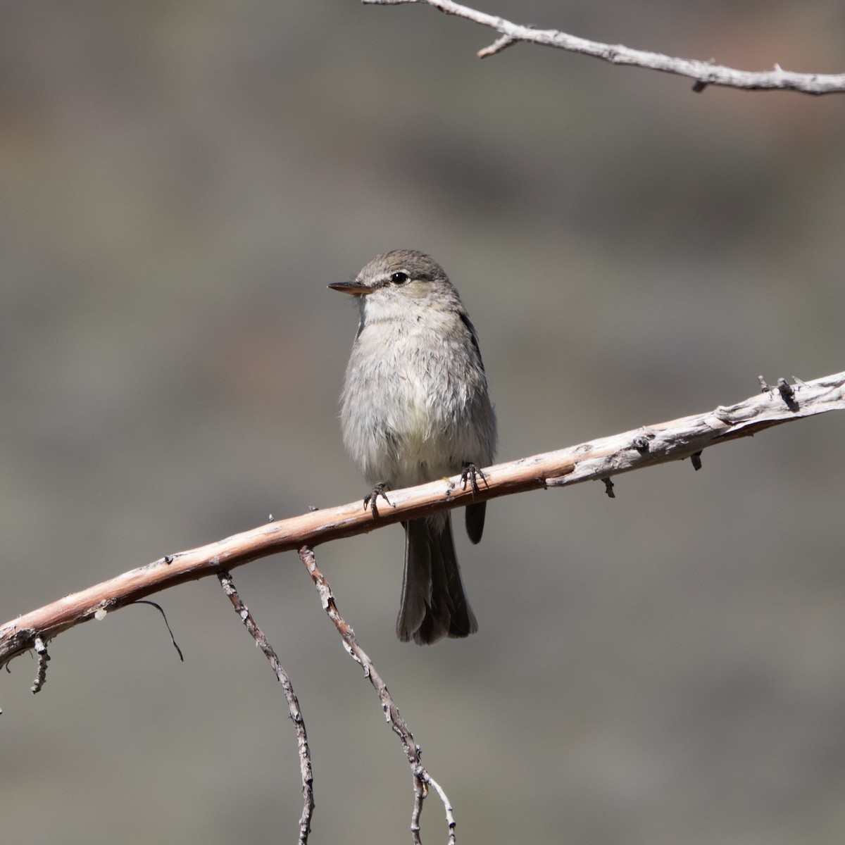 Gray Flycatcher - ML618802172