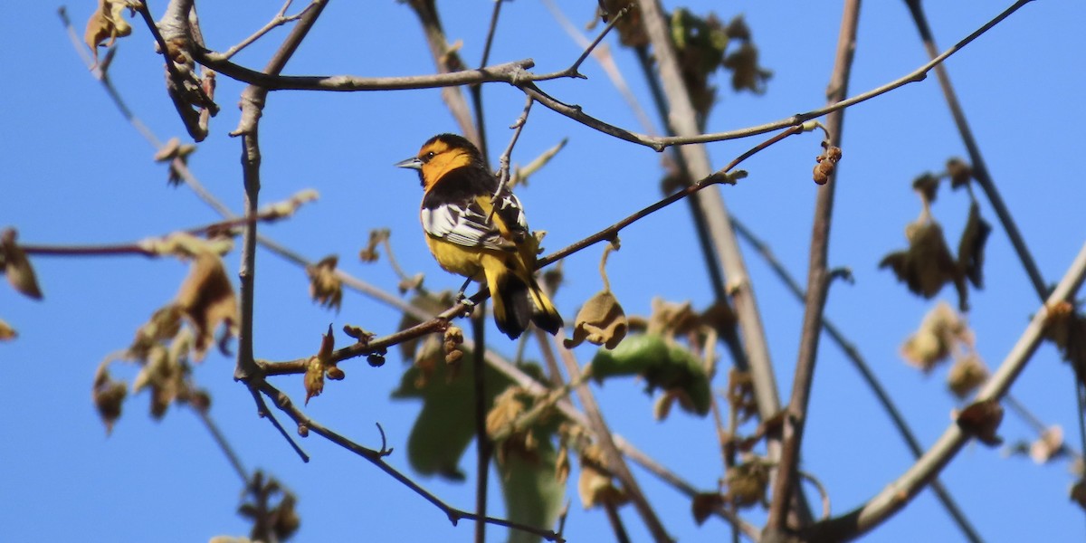 Bullock's Oriole - Petra Clayton