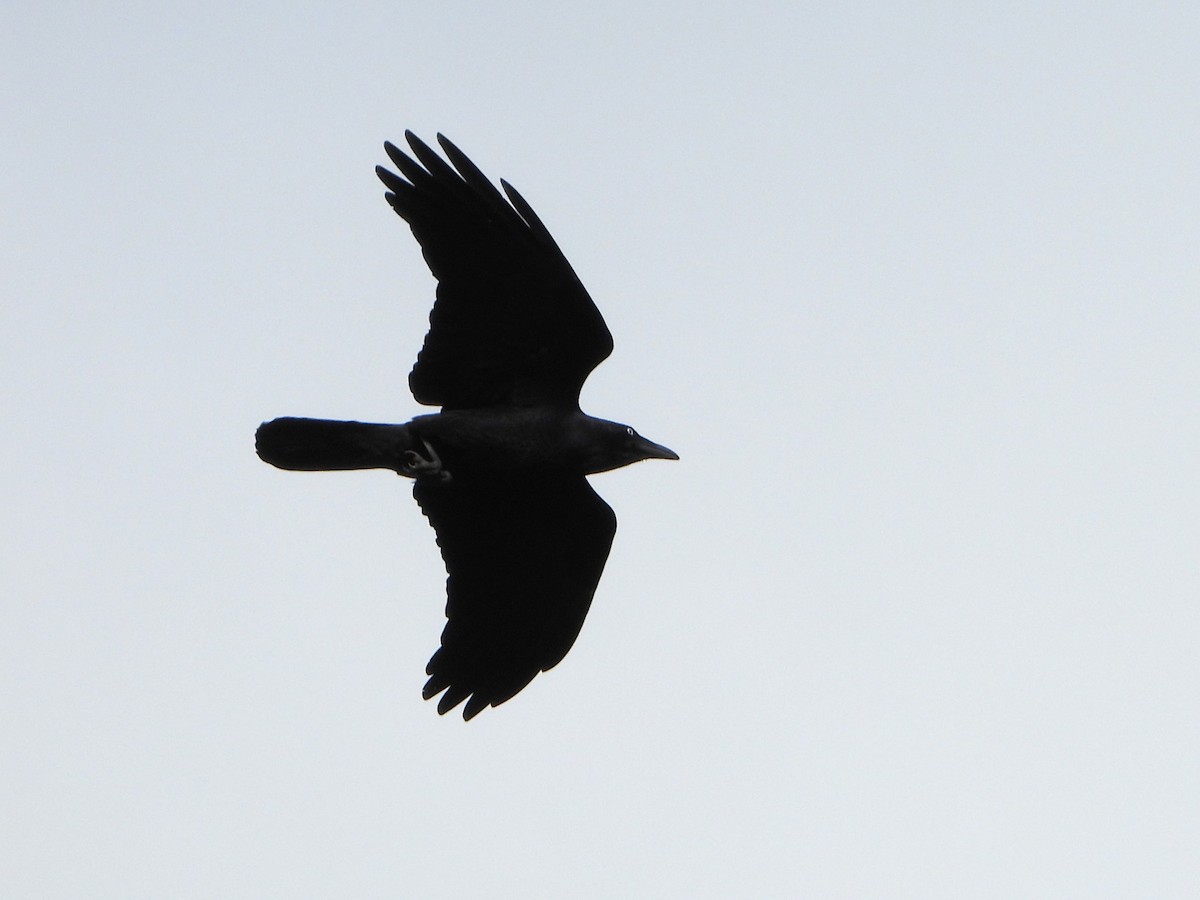 Australian Raven - ML618802187