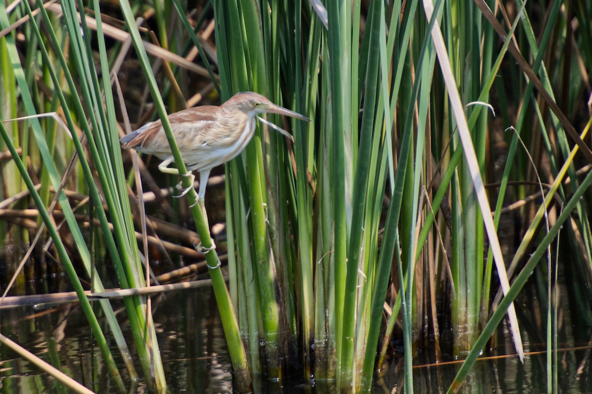 Yellow Bittern - Adrian van der Stel