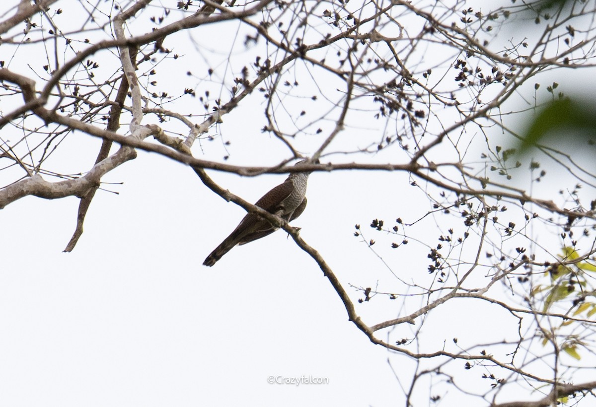 Banded Bay Cuckoo - ML618802211