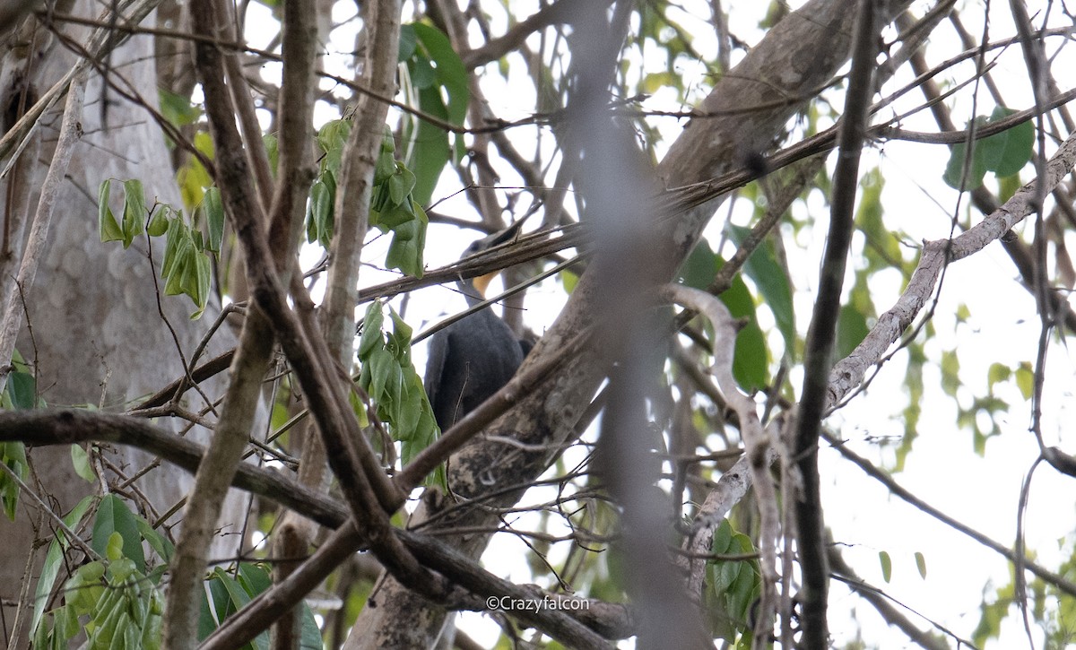 Great Slaty Woodpecker - Qiang Zeng