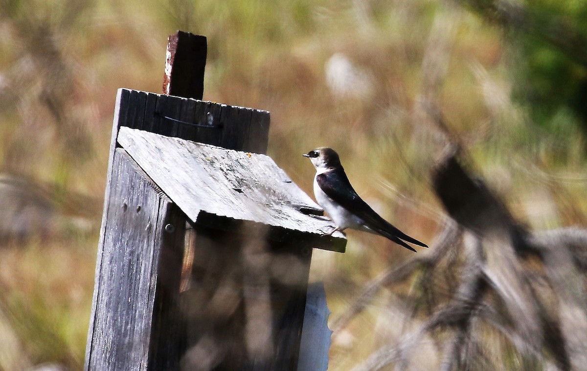 Violet-green Swallow - John F. Gatchet