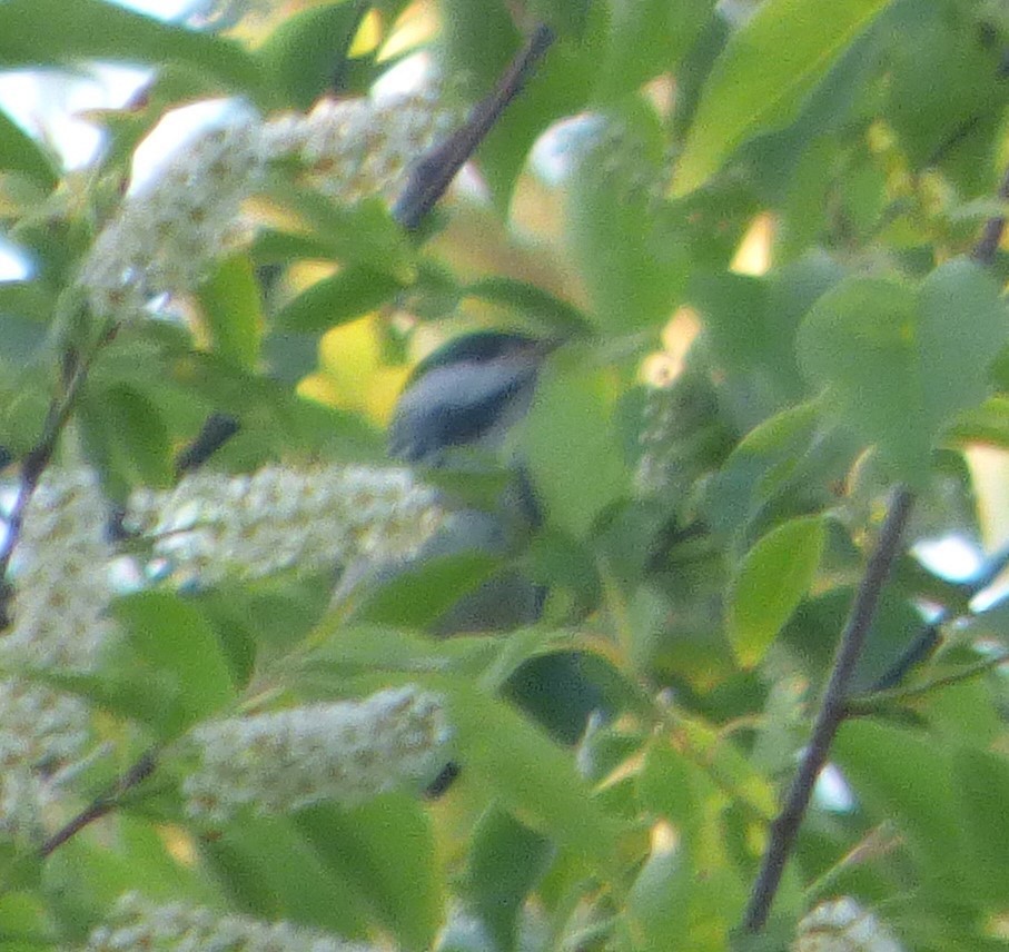 Blackpoll Warbler - Hazem Alkhan