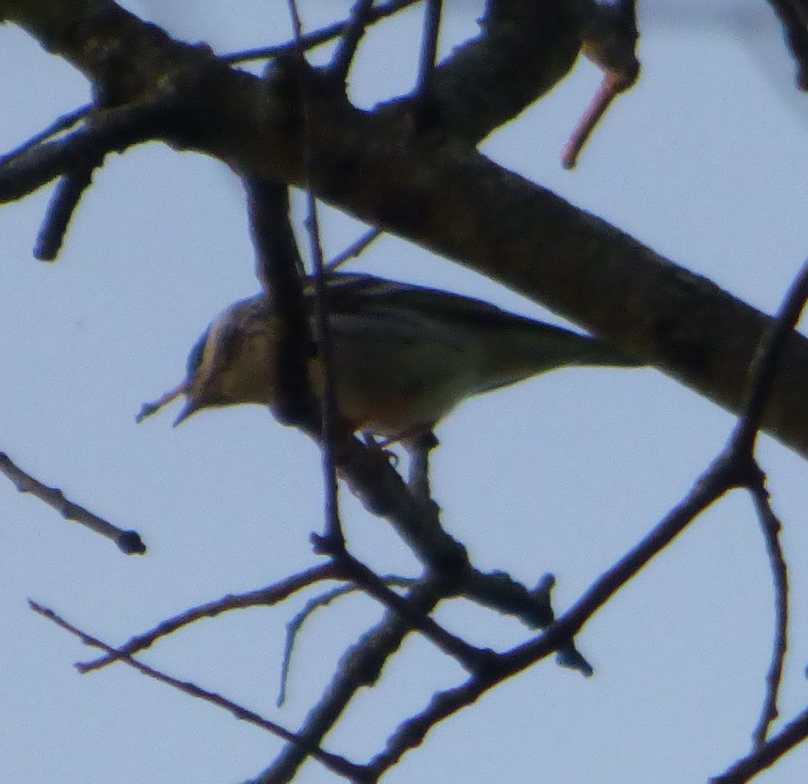 Blackpoll Warbler - Hazem Alkhan