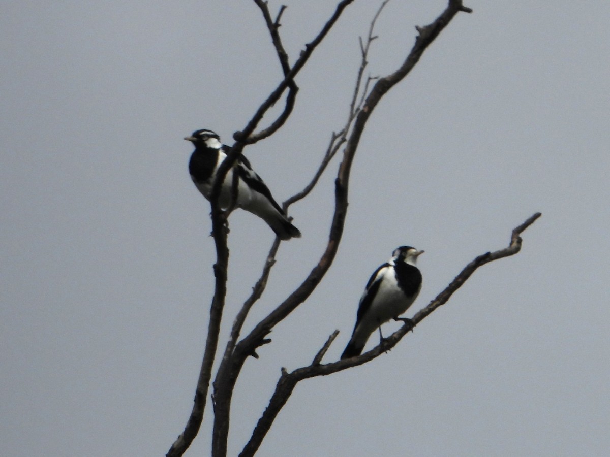 Magpie-lark - Leonie Beaulieu