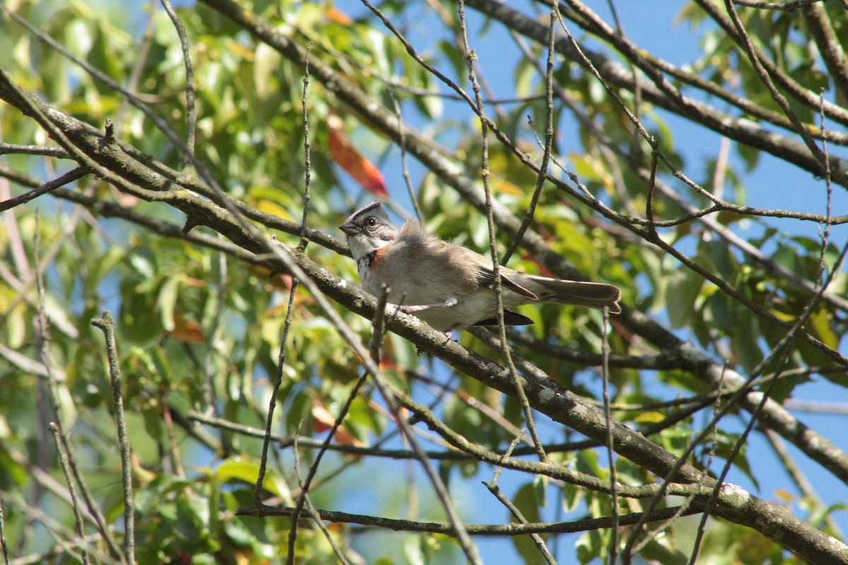 Rufous-collared Sparrow - ML618802258